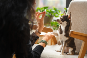 Por qué confiar en nuestros cuidadores de mascotas