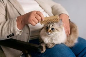 Servicio para mascotas - Cuidado del pelaje del gato