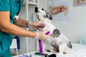 Perro a punto de ser vacunado por un veterinario, en un centro veterinario en Panamá.
