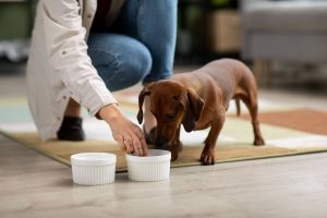 Perro siendo alimentado por su dueño, en dos platos para comer. Guía de alimentación de mascotas en Panamá.