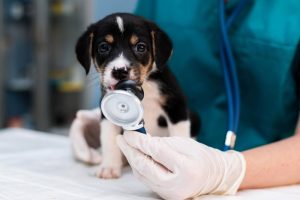primer plano de un cachorro en una veterinaria en Panamá. El cachorro sostiene un estetoscopio con la boca. Detrás de él, un veterinario.