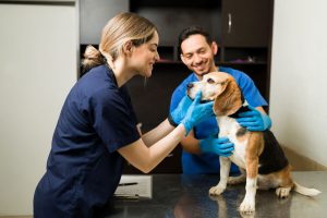 veterinarios cuidando un perro en un consultorio, gracias a la búsqueda de “veterinarias cerca mí” realizada por su dueño.