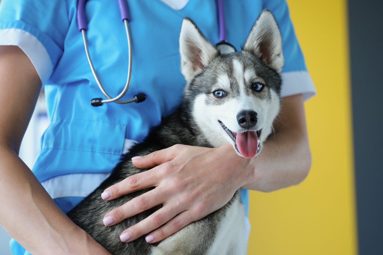 El veterinario sostiene un lindo cachorro husky