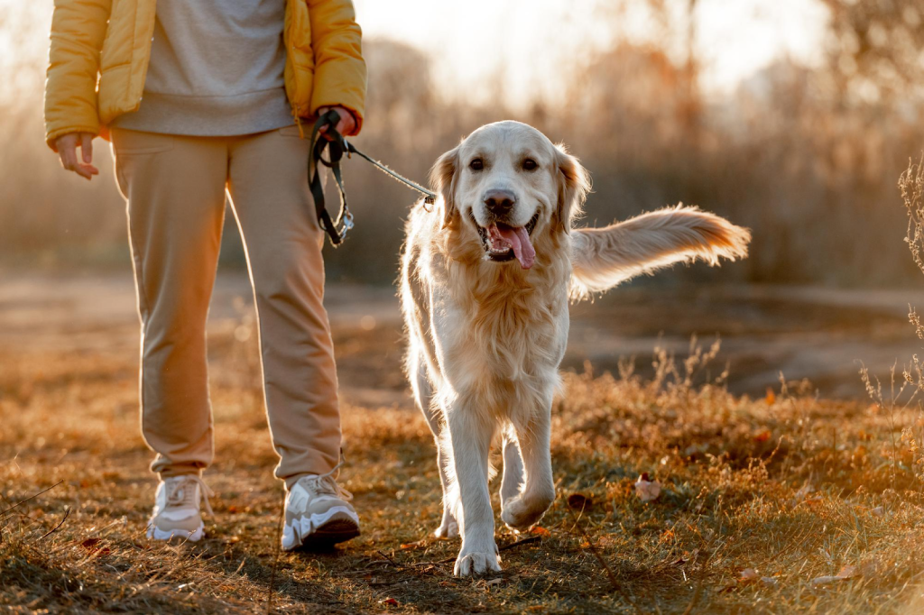 cómo te conviertes en un paseador de perros certificado