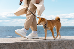 Errores a evitar en tu empleo de paseador de perros