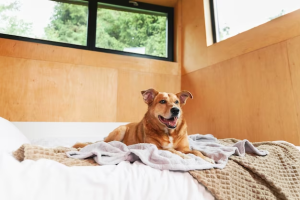 Seguridad garantizada en un hotel para perros en Panamá