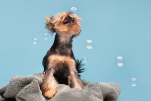 Peluquería canina en Panamá