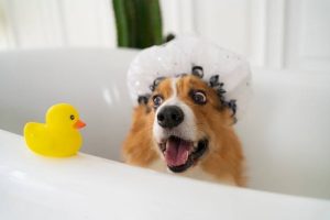 ¿Qué necesita un cuidador para bañar perros?