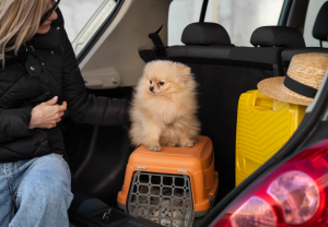 Servicio de transporte para mascotas