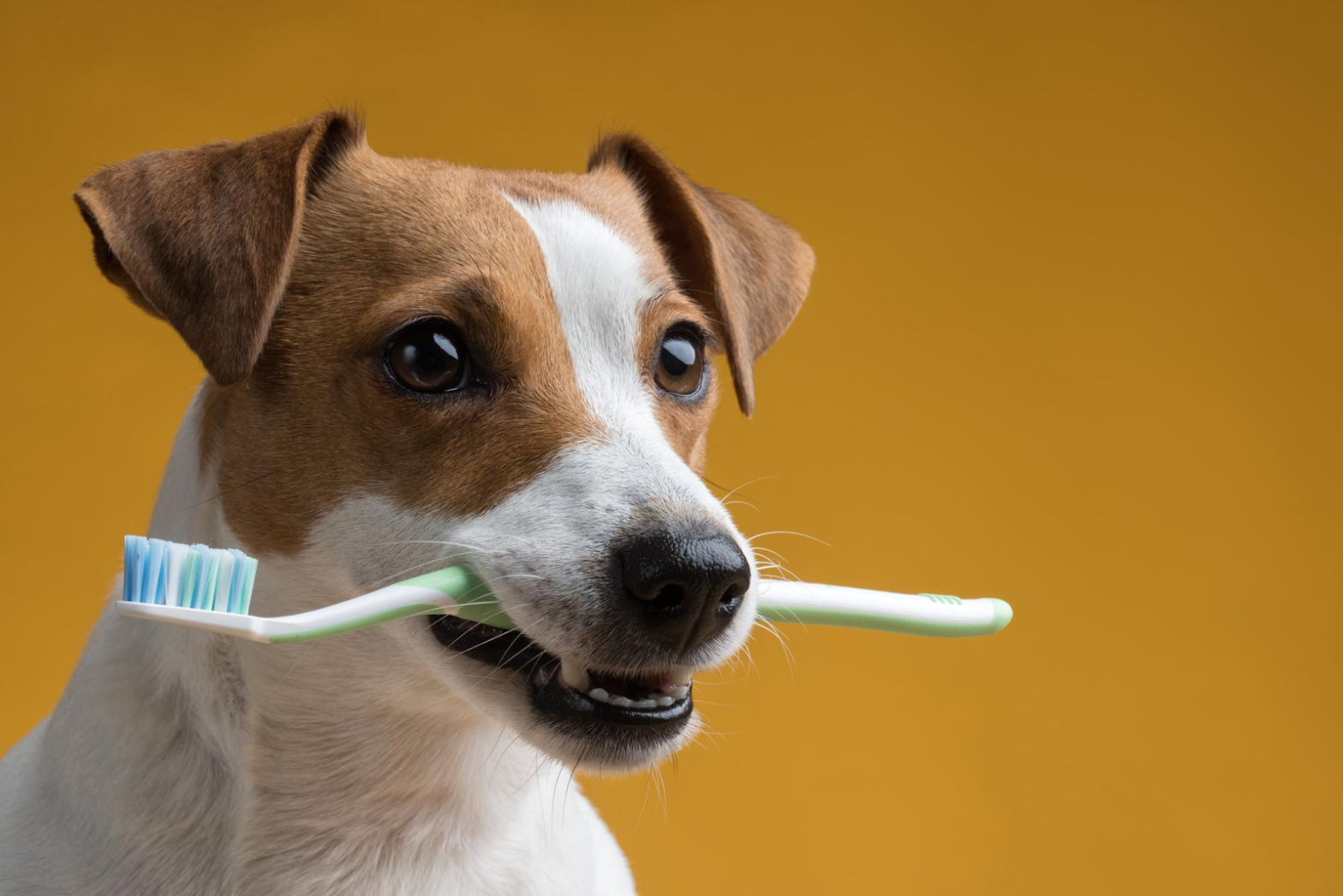 Peluquería canina y cuidado dental en perros