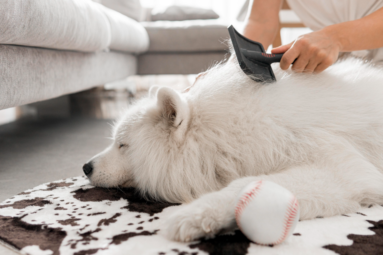 Peluquería canina - La importancia del cepillado en perros