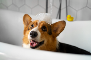 peluquería canina - cuándo no bañar a un perro