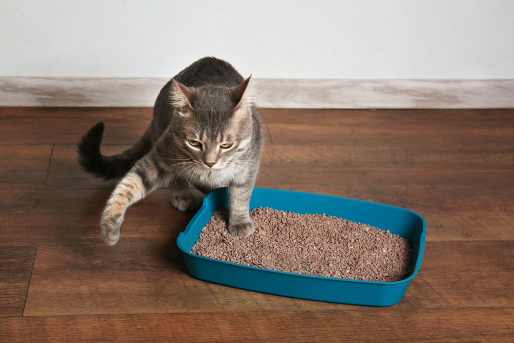 Servicio de cuidadores para mascotas - Adiestramiento para gatos