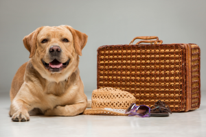 Transporte de mascota fuera de Panamá - Qué llevar en la maleta