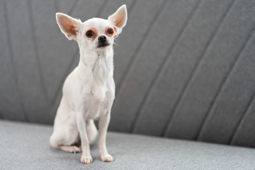 Chihuahua blanco con lentes de sol sentado en el sillón de un cuidador de perros en Panamá