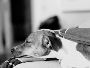 Foto en blanco y negro de un perro durmiendo, tapado con una manta - Cuidador de perros