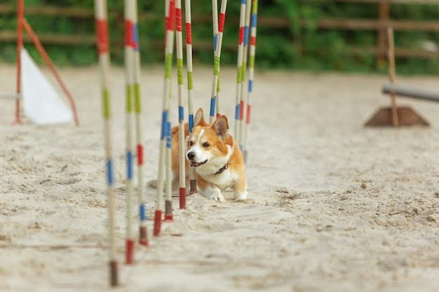 Perro de raza corgi haciendo un circuito de obstáculos en el parque