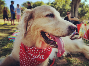 Perro en un evento para mascotas - Empleo de paseador de perros en Panamá