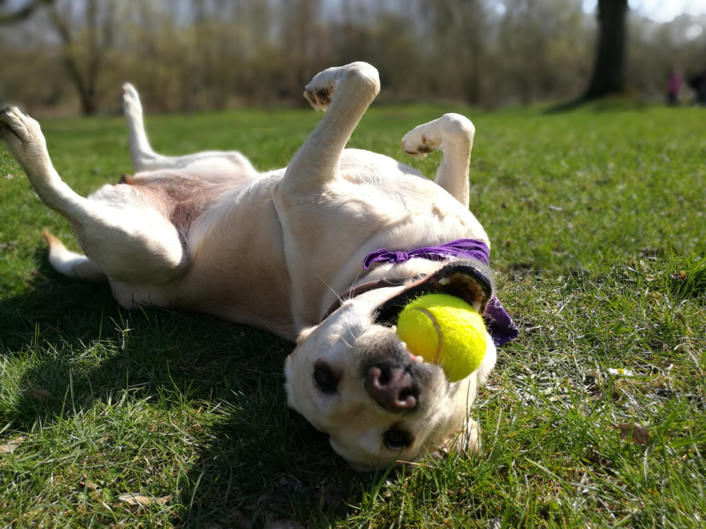 Perro jugando con una pelota de tenis sobre el pasto