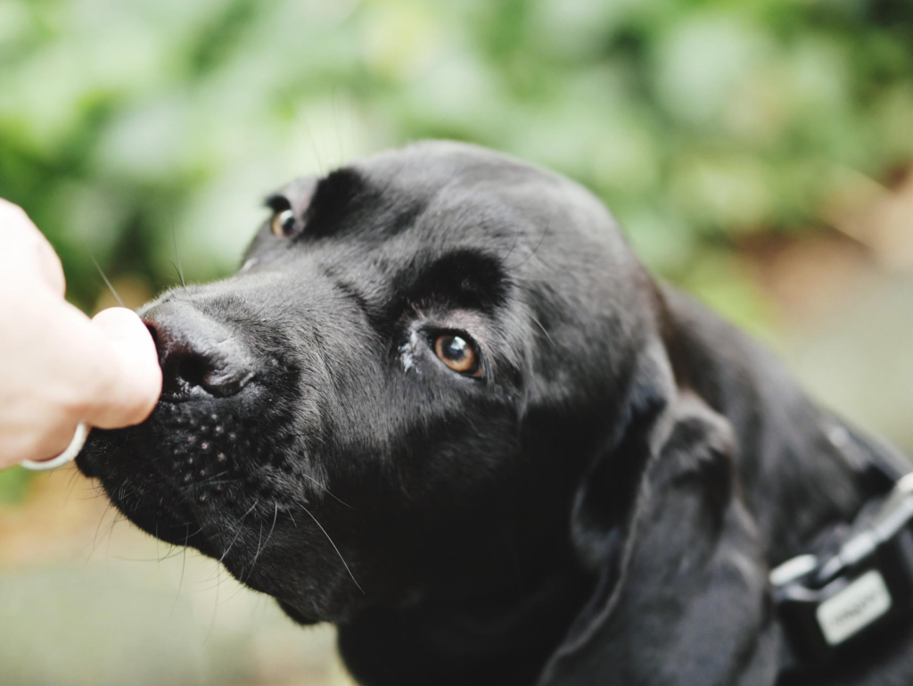 Perro negro oliendo la mano de un paseador de perros