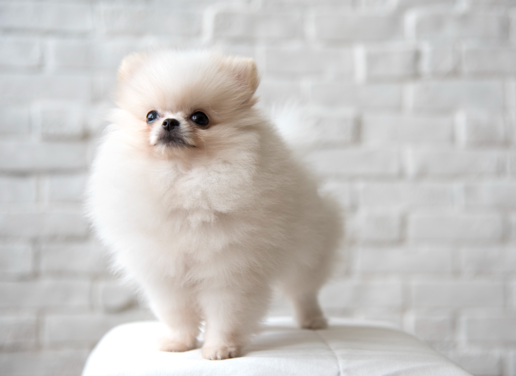 Pomerania blanco parado sobre el respaldo de un sillón