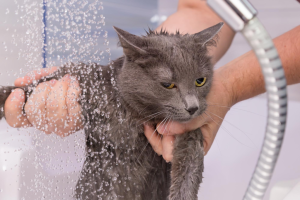 Servicio para mascotas: Baño de gatos a domicilio