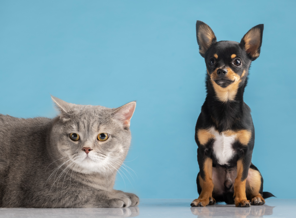 Fotografía de un gato gris y un perro chihuahua - Cuidadores de mascotas