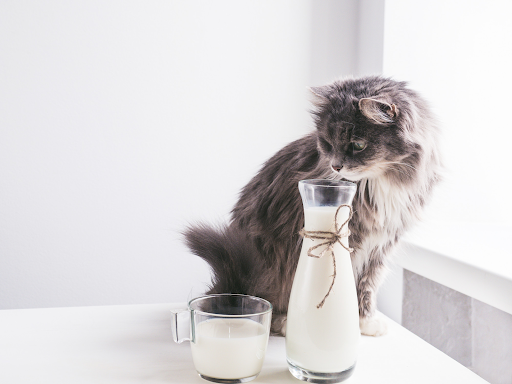 Gato oliendo una botella con leche