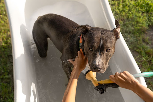 cachorro en una bañera con agua en un jardín, recibiendo un servicio de baños para perros.