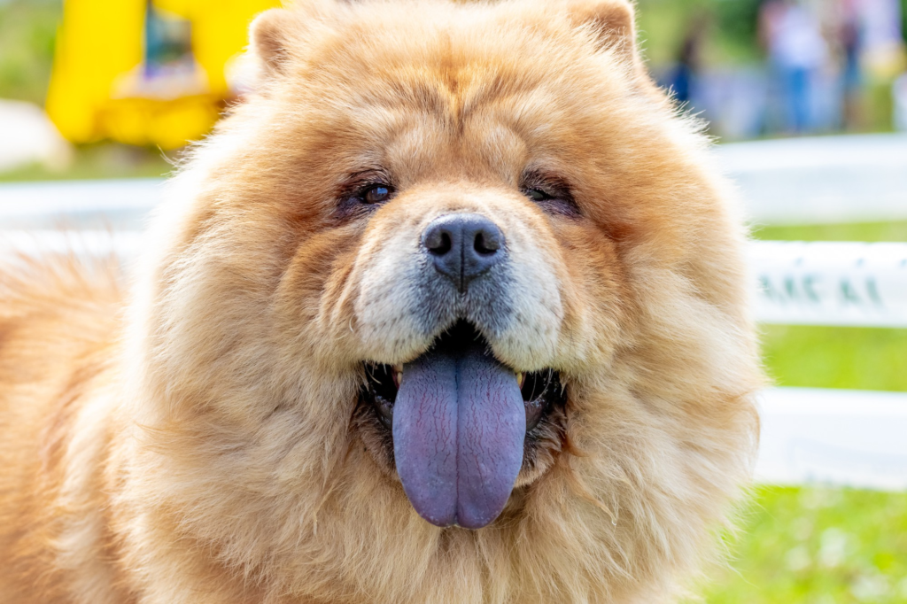 Chow Chow
