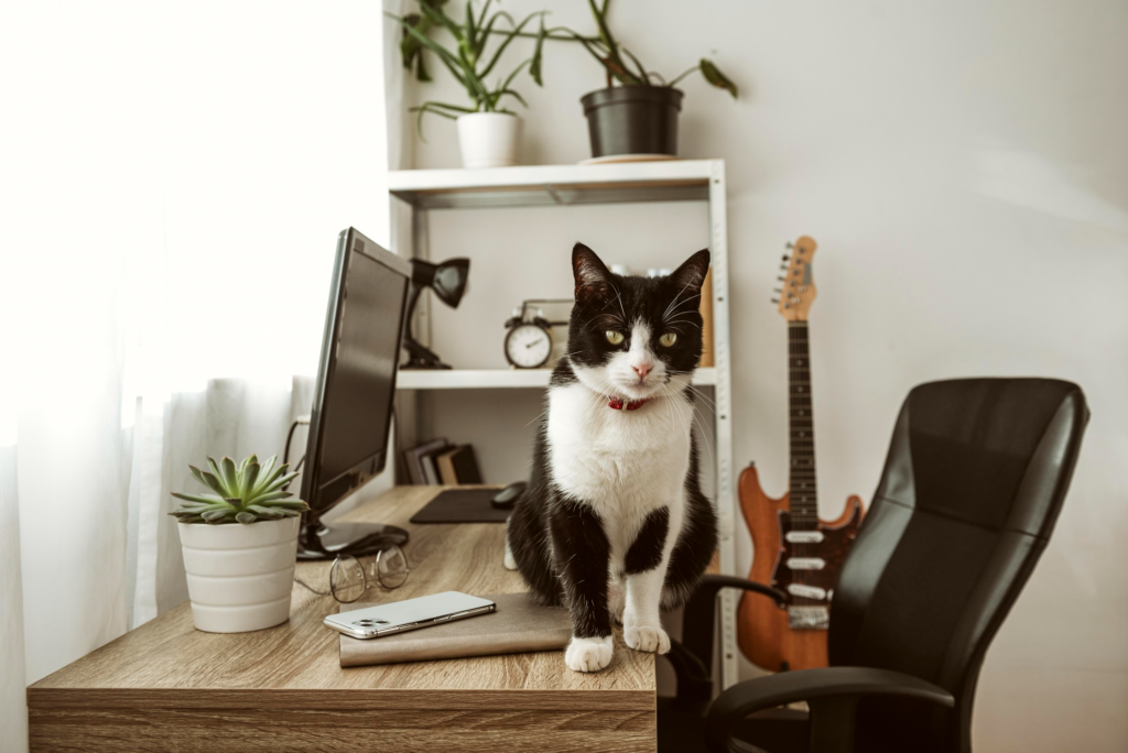 Vista frontal de un gato bicolor sentado sobre un escritorio - Hotel para perros y gatos en Panamá