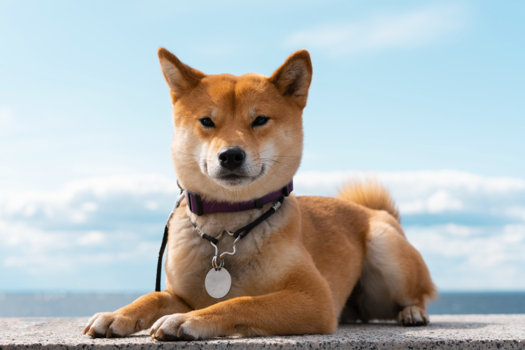 5. Shiba Inu