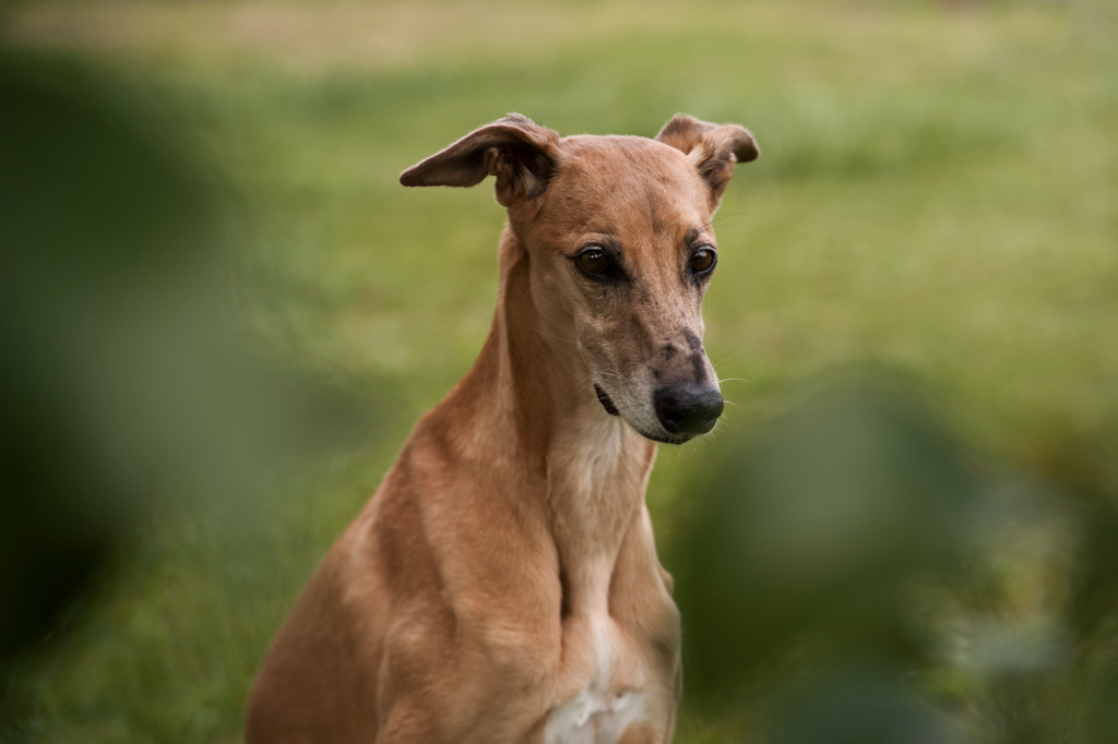 whippet