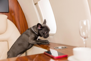 Bulldog francés a bordo de un elegante avión - Viajar con mascotas desde Panamá