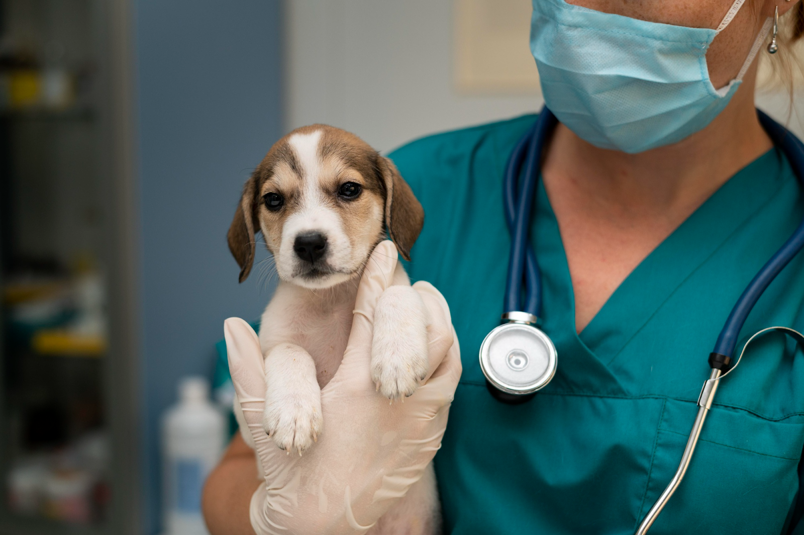 Cachorro en los brazos de una veterinaria