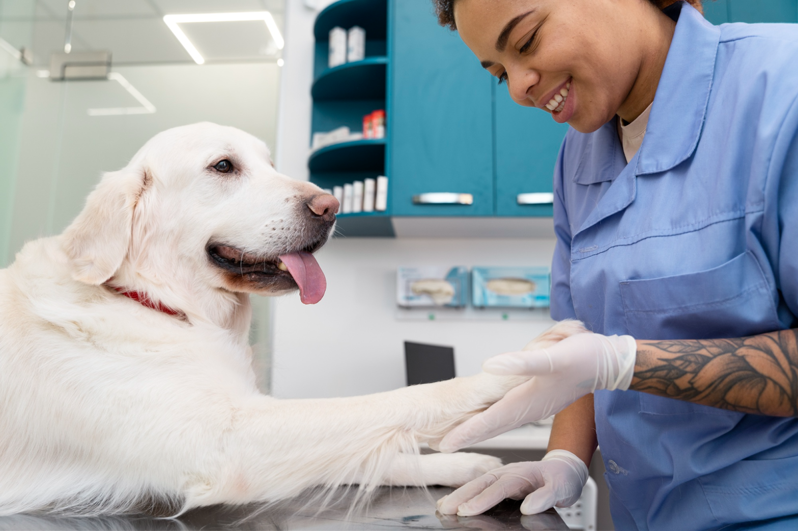 Médica veterinaria examinando a un perro labrador en una clínica veterinaria