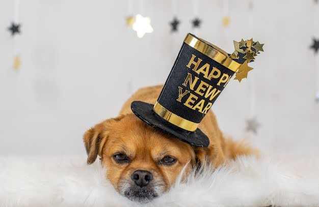 Perro con accesorio de Año Nuevo descansando, ideal para ilustrar cómo cuidar a las mascotas en Panamá durante los festejos de fin de año.