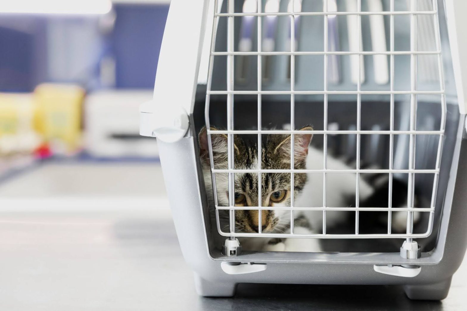 Gato dentro de su jaula de viaje preparado para un correcto transporte para mascotas en Panamá.