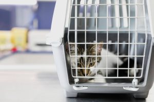 Gato dentro de su jaula de viaje preparado para un correcto transporte para mascotas en Panamá.