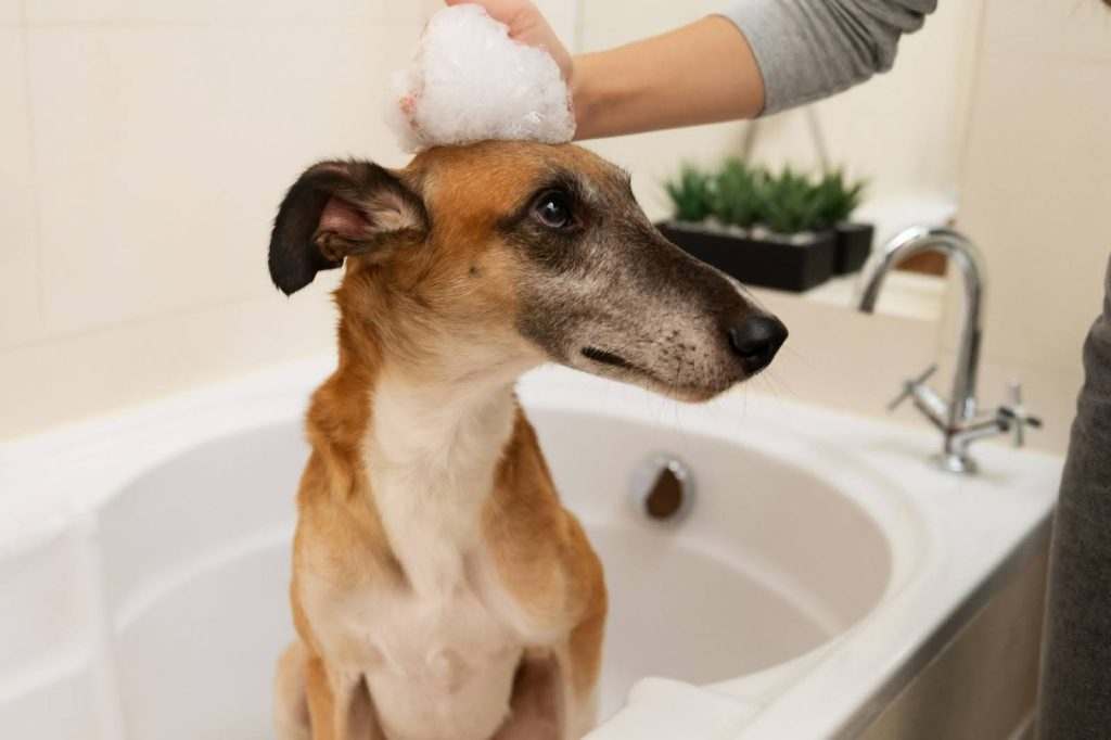 La limpieza de tu perro no es solo estética, también es salud. El baño, corte de uñas, limpieza de oídos y cepillado del pelaje deben ser parte de su rutina.