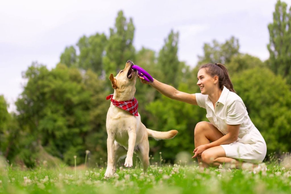 Los perros también se aburren. El aburrimiento puede llevarlos a morder muebles, escarbar o ladrar en exceso. Una rutina ideal incluye actividades que desafíen su mente.