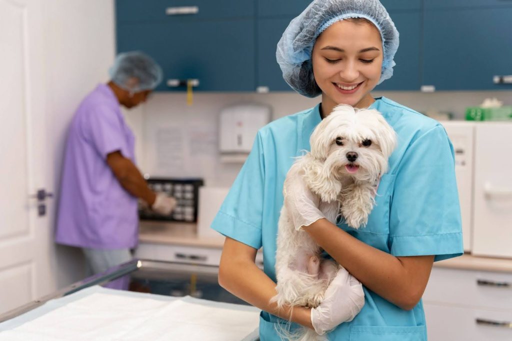 Una rutina saludable también implica prevención. Programar visitas regulares al veterinario garantiza que detectes problemas de salud antes de que se agraven.
