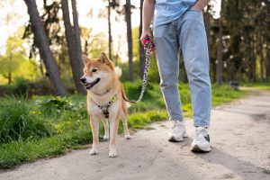 Cuidador de perro junto a un Shiba.