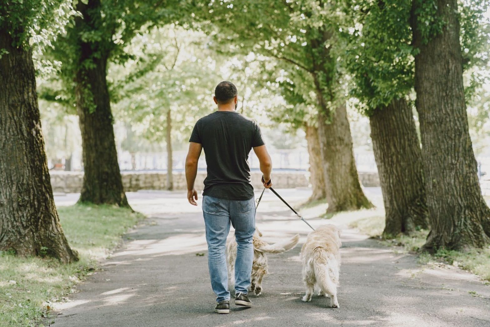 Cuidador de perro con dos perros paseando por un parque.