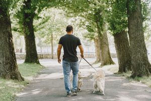 Cuidador de perro con dos perros paseando por un parque.