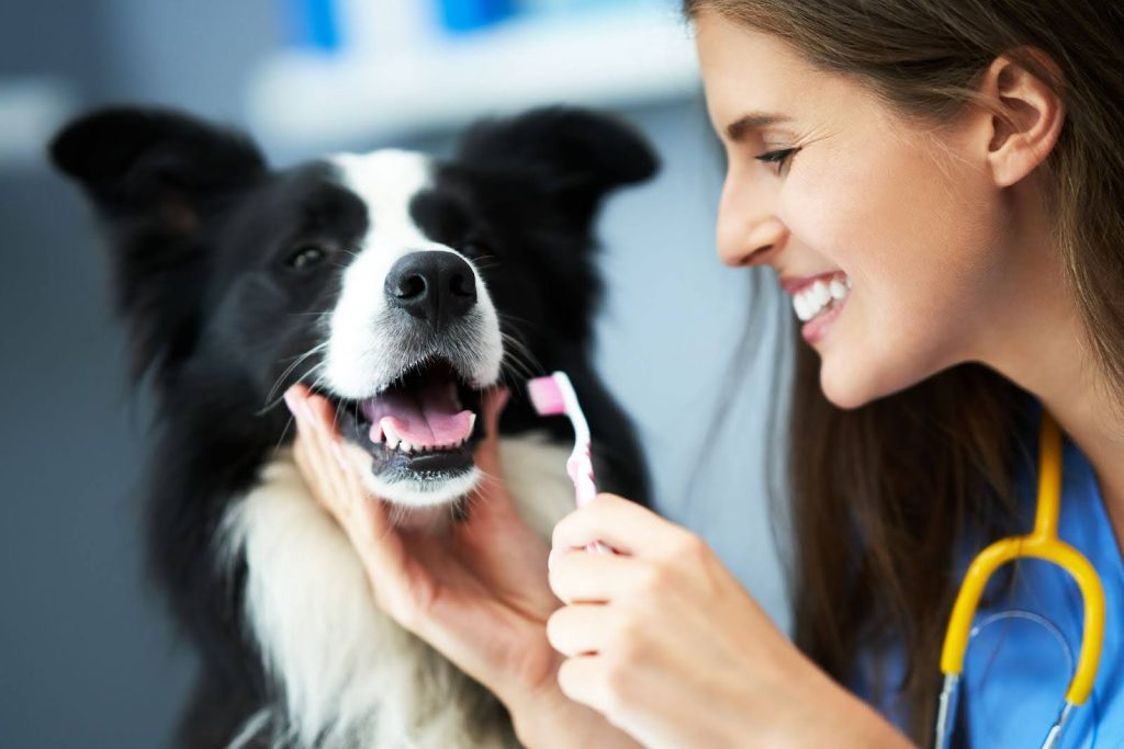 Las clínicas veterinarias y algunas peluquerías caninas en Panamá ofrecen servicios de limpieza dental profesional. Estos servicios generalmente incluyen