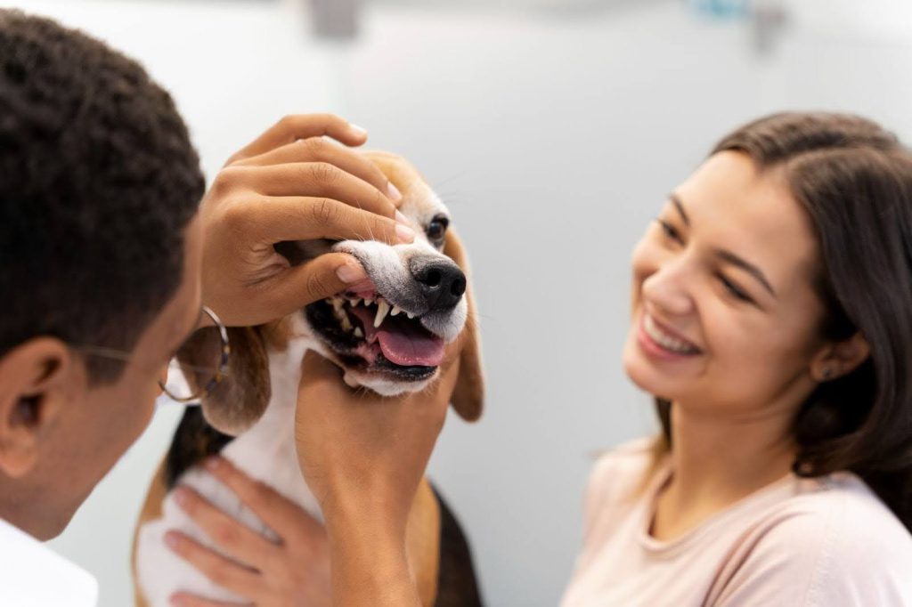 No todos los perros necesitan una limpieza profesional al mismo tiempo. Sin embargo, existen algunos signos comunes que indican que tu perro podría beneficiarse de una limpieza dental