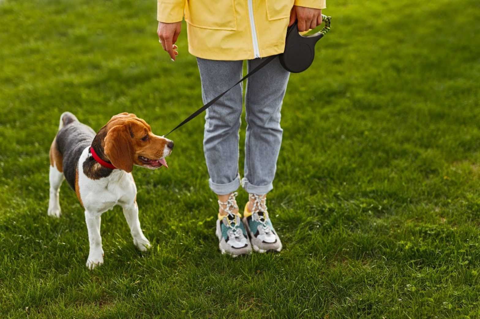 Paseador de perros para pasear a tu perro en Panamá.