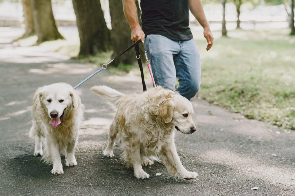 Un buen paseador de perros en Panamá no solo se encarga de llevar a tu perro a dar una vuelta