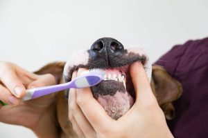 limpieza dental para perros en Panamá.